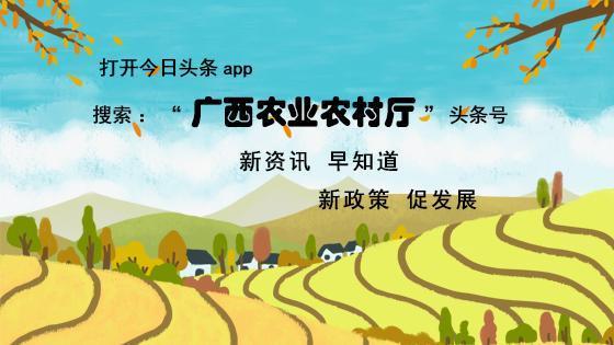 廣西農(nóng)機(jī)補(bǔ)貼可“掌上”申請(qǐng)