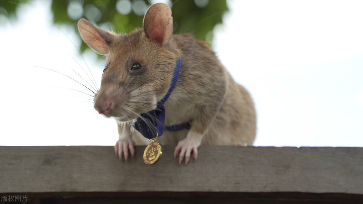体长可达1米的巨鼠，每年拯救成千上万人，它到底有何本事？