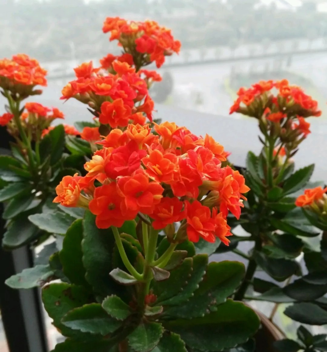 长寿花的颜色长寿花的颜色品种