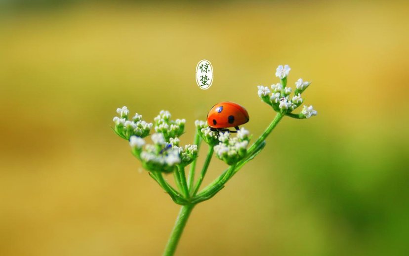 要到惊蛰了，老话说“惊蛰雷声起，谷米贱似泥”，啥意思？