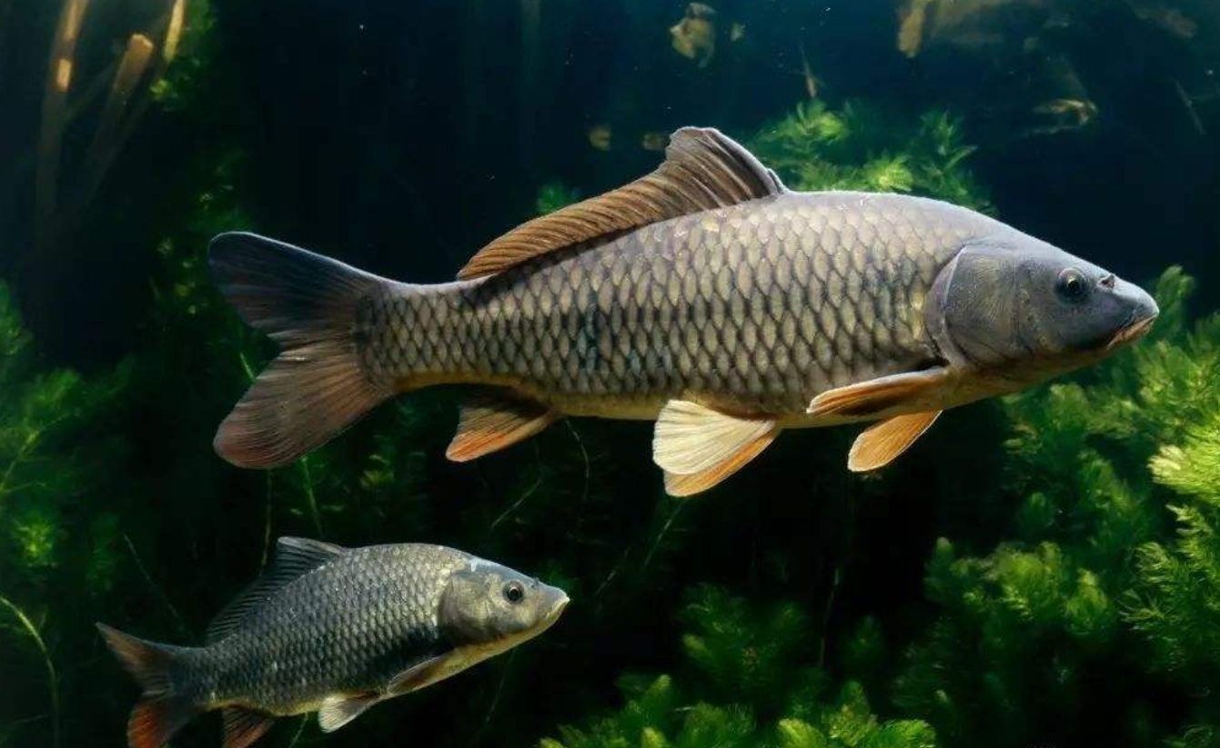 鯉魚長什麼樣子圖片(亞洲鯉能在美國長到100斤重) - 赤虎壹號