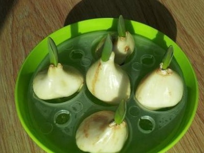 水培的养殖方法