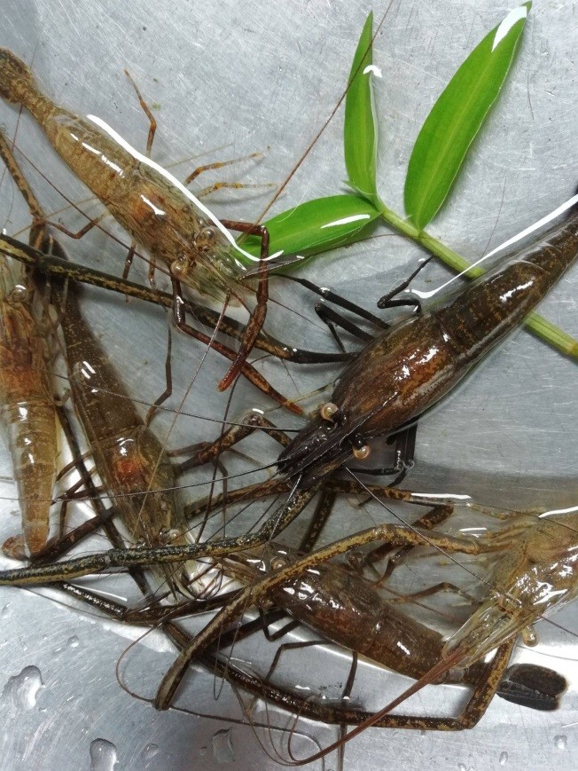 是小龙虾,也是夏天的记忆