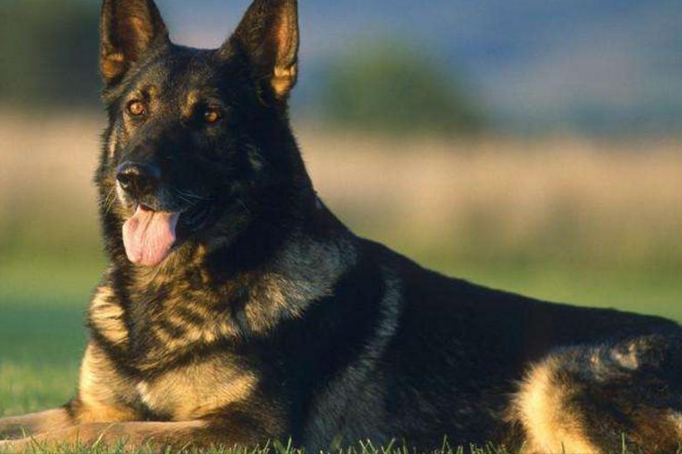 世界上被多国明令禁养的6大凶猛犬种，加纳利犬堪称“杀人犬”