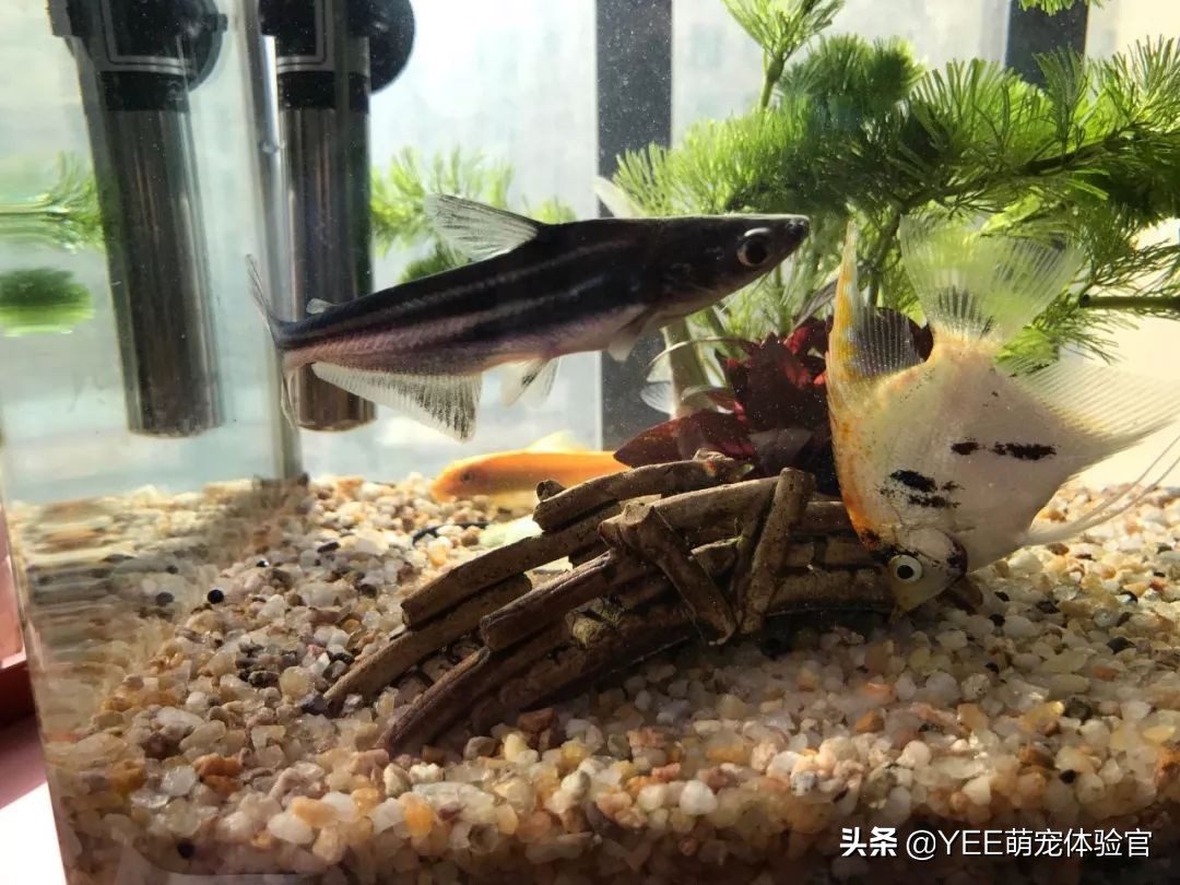 从河里来的蓝鲨,用什么方法能养活