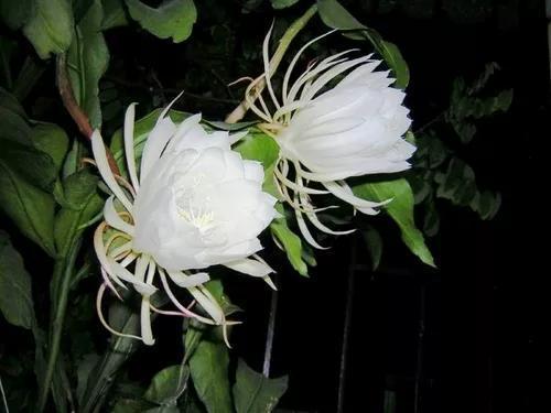 这几种植物,只有在晚上才开花,赶紧看看有哪几种花吧