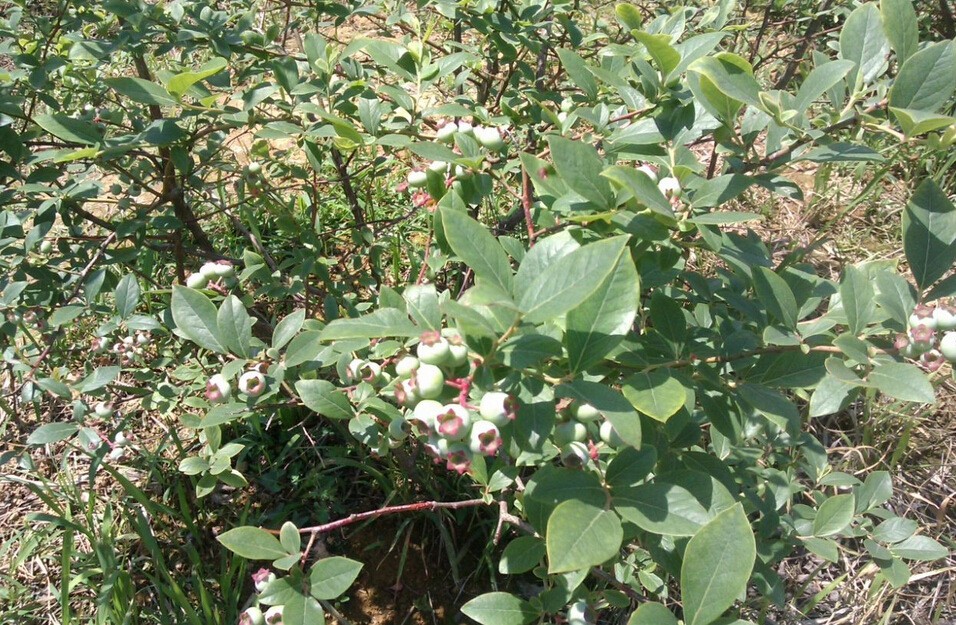 布里吉塔蓝莓品种介绍(蓝莓的什么品种更好？)