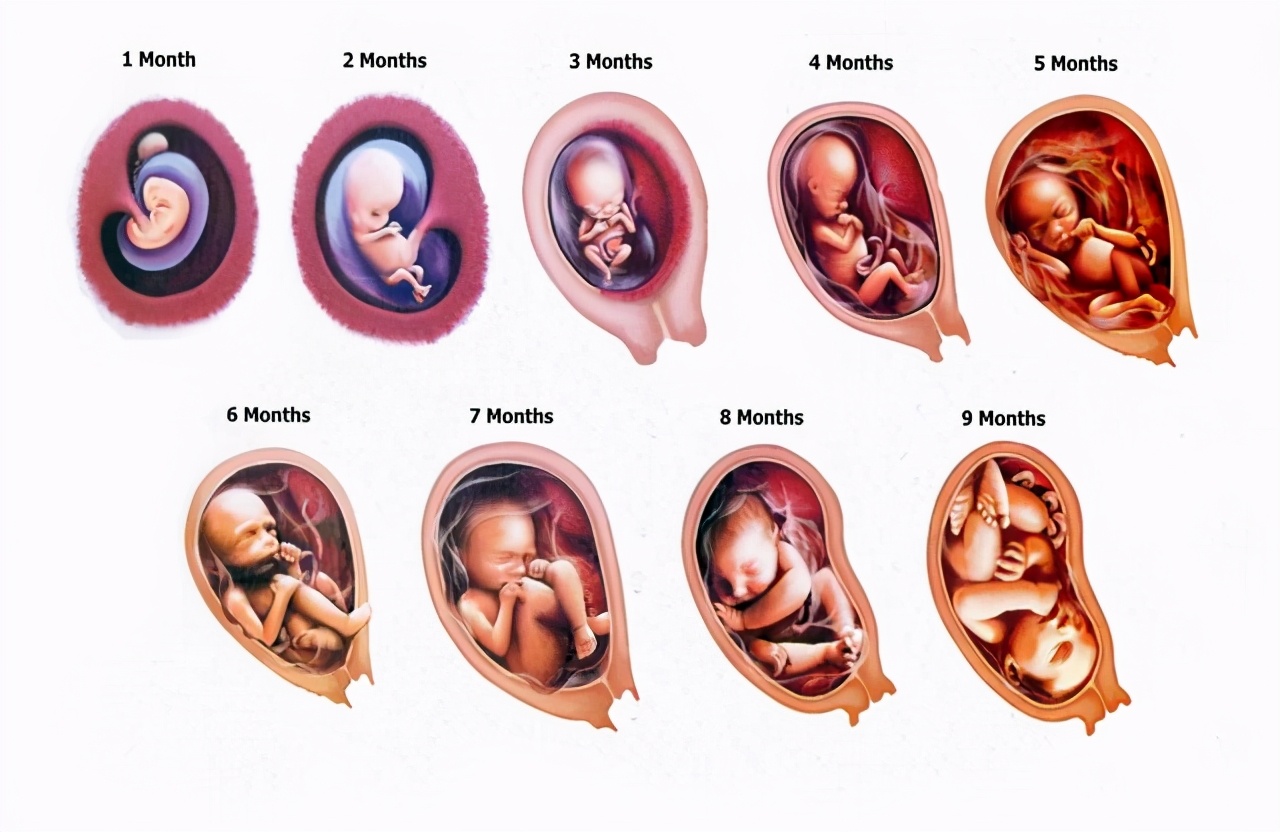 孕期10个月,每个月注意都不同,孕妈收藏备用,愿宝宝顺利出生