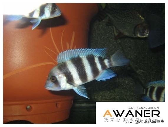 「慈鲷科」六间详细分类总共12种