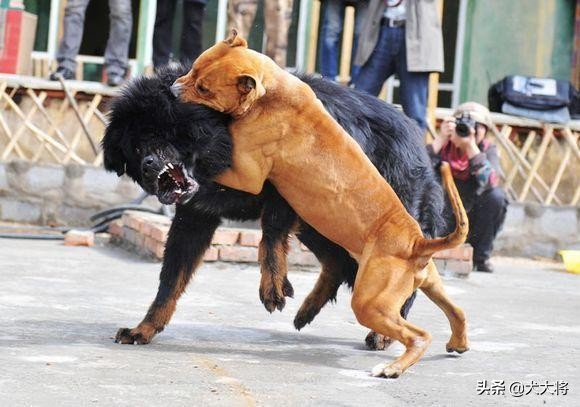 斗犬往事之猛犬风云二十年，真正的猛犬拥有不屈的意志