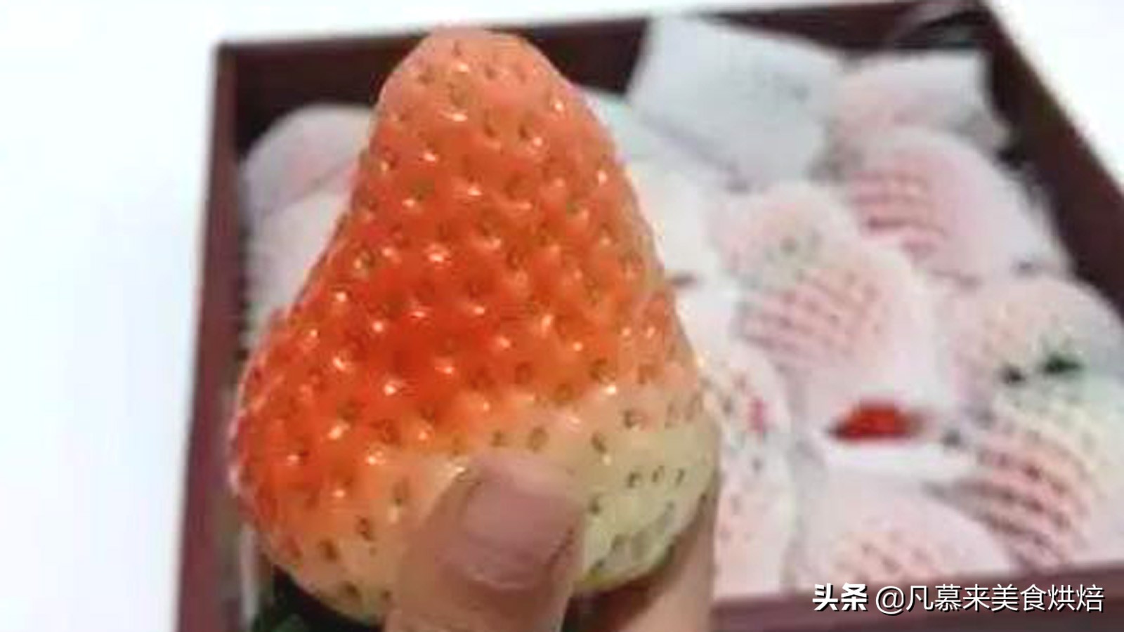 24种常见草莓品种，中国20大草莓产地？哪里的草莓最好吃？