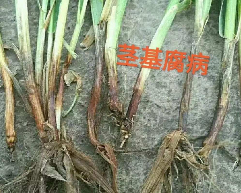 小麦茎基腐病（小麦茎基腐病的原因及防治措施）
