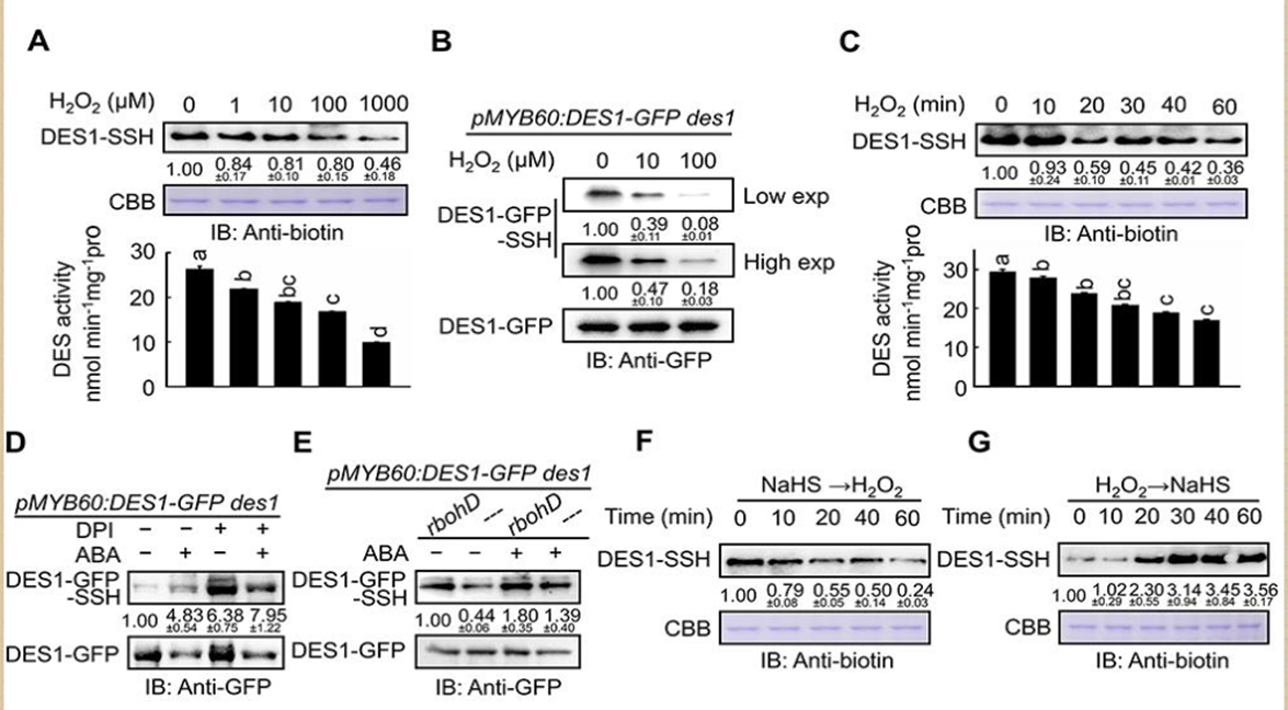 文章解读：“背靠背”南京农大谢彦杰同时解析硫化氢参与ABA信号