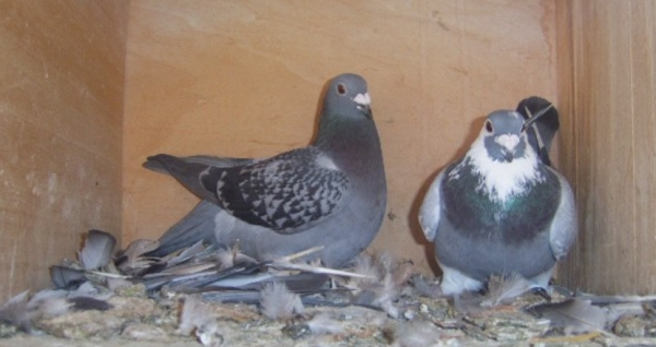鸽子基本种类,图文介绍,野鸽和家鸽都可爱