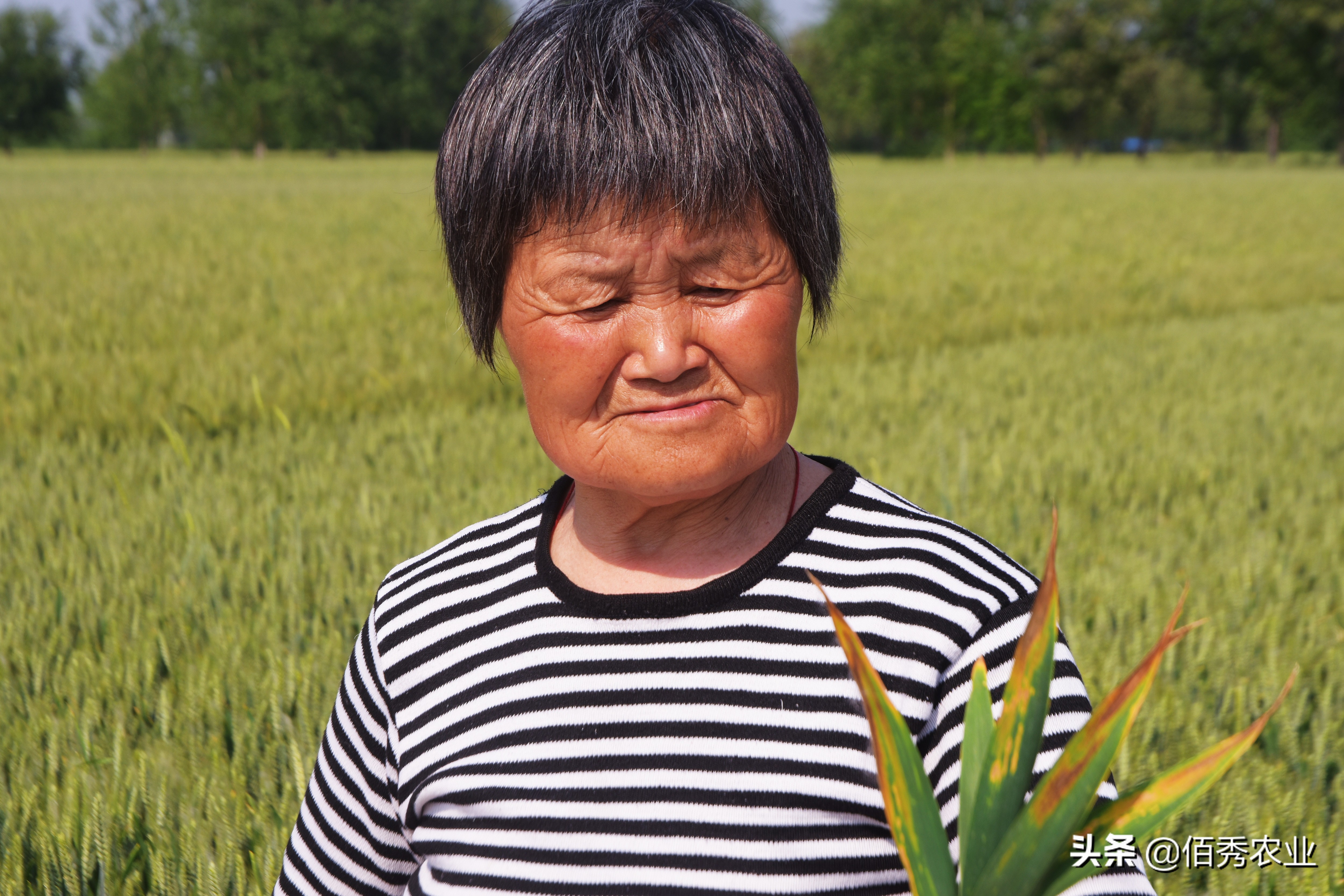 粮价上涨，农民600元一亩租地，种植小麦玉米一年能挣多少？