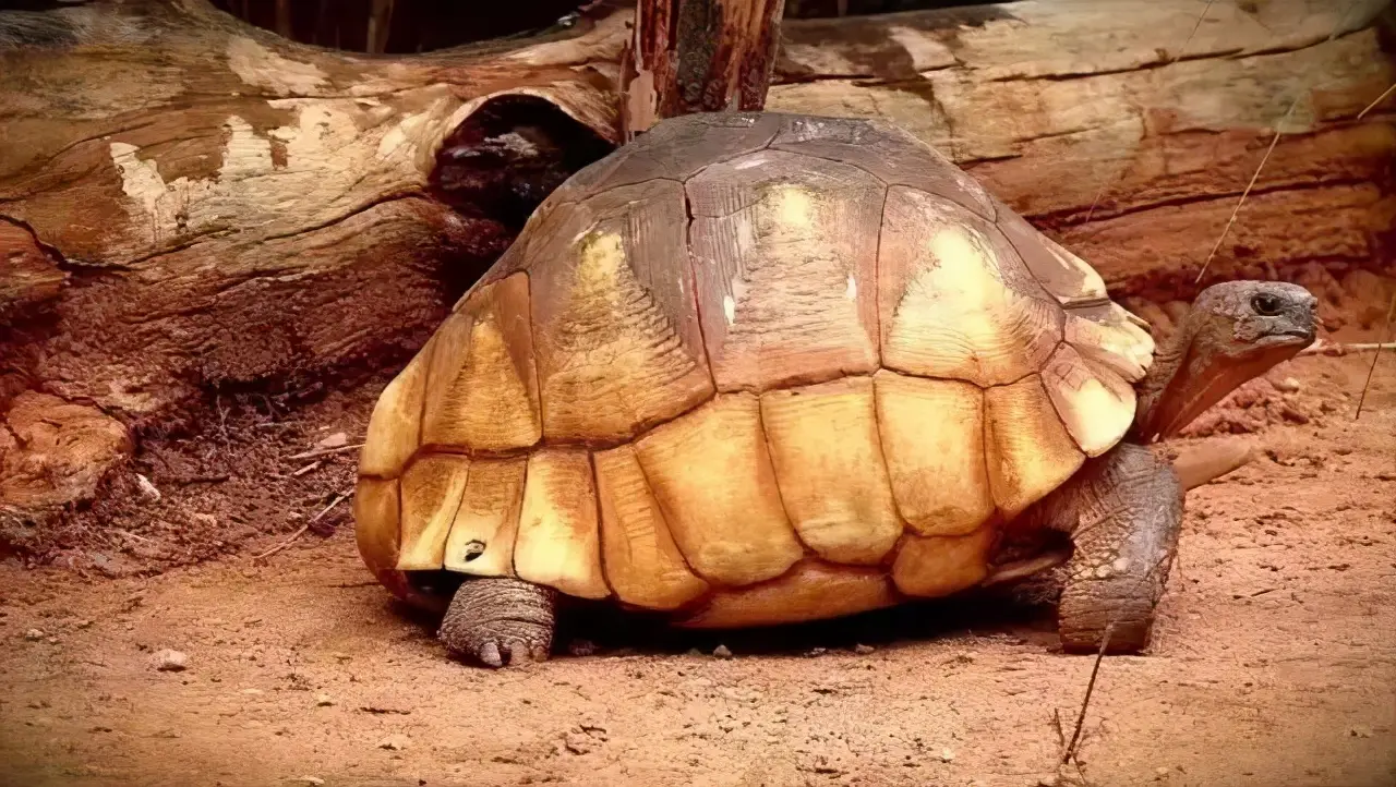 乌龟的种类图片及名称（乌龟的品种图片）