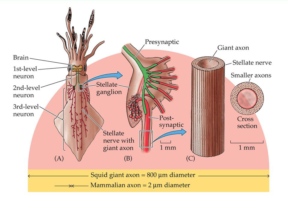 鱿鱼活切摆盘做刺身,被"斩首"的鱿鱼为何还会跳舞?