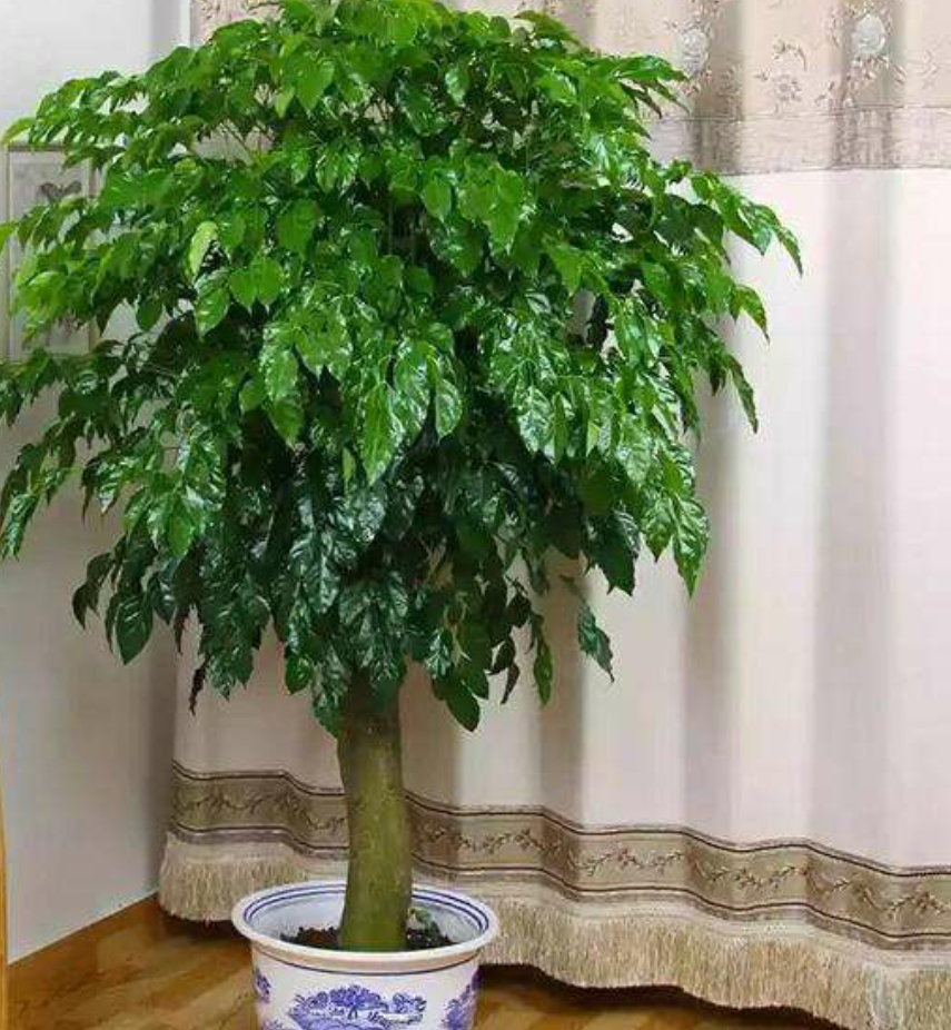 小叶老桩幸福树怎么养比较好图文