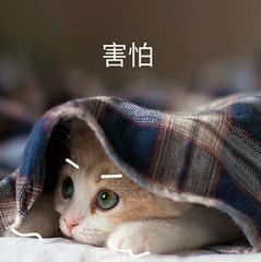 辟谣：狂犬疫苗和猫三联一样重要，所有猫咪都应该打狂犬疫苗