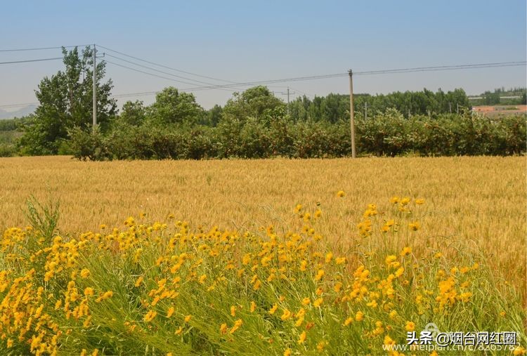 人们常说"三夏"大忙季节，即指忙于夏收、夏种和春播作物的夏管。