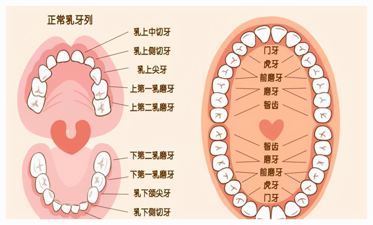 马儿的交配和繁殖，奇怪的知识又增加了
