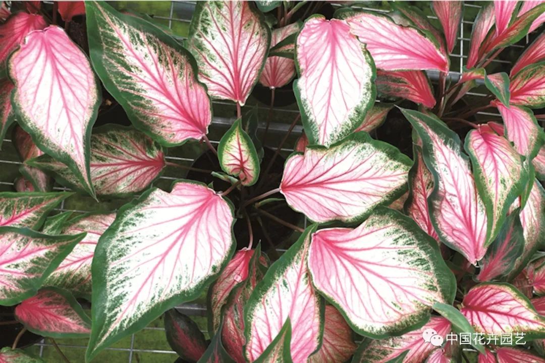 绿植中的调色板——五彩芋