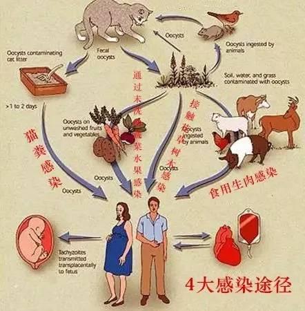 辟谣！目前市场上所有犬猫弓形虫疫苗都是假的，你家宠物注射过吗