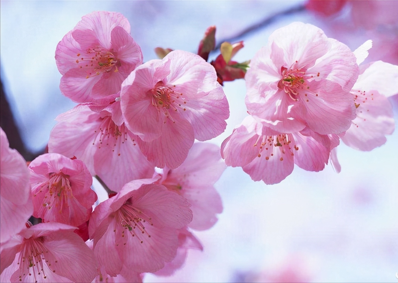 三月樱花浪漫开满屋