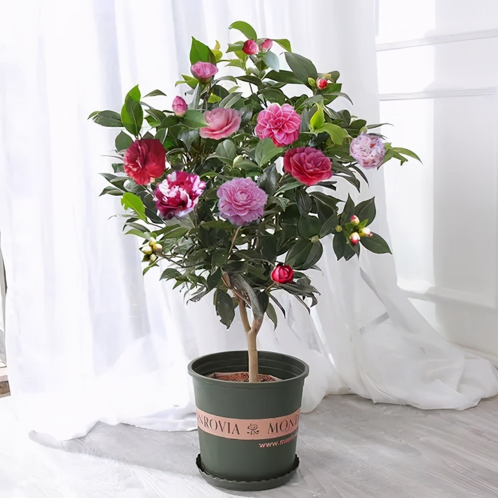 油茶树盆景怎么养长得好「精心整理」 -骁龙网