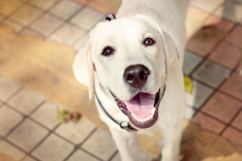 正宗拉布拉多犬图片