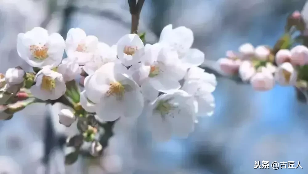 万紫千红的百花汇（百花汇中富含诗意的花）