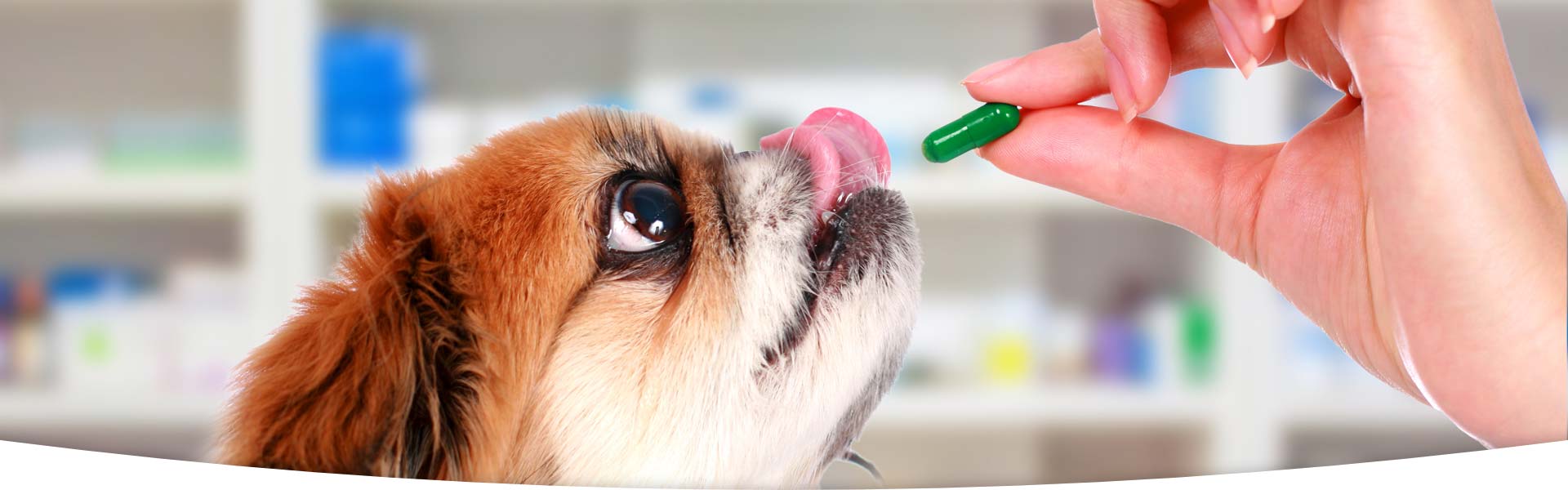 狗狗身上有跳蚤，市场上那么多种驱虫药，该怎么选？
