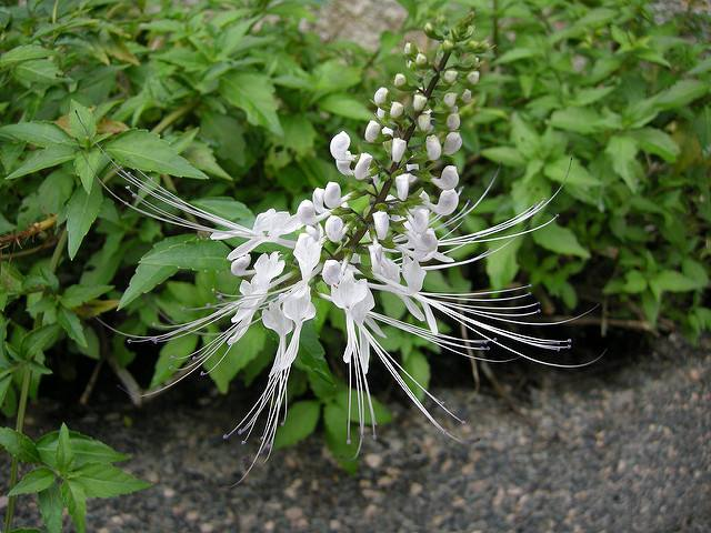 专治肾病的草,叫肾茶,在南方地区多有种植,你熟悉这种草药吗?