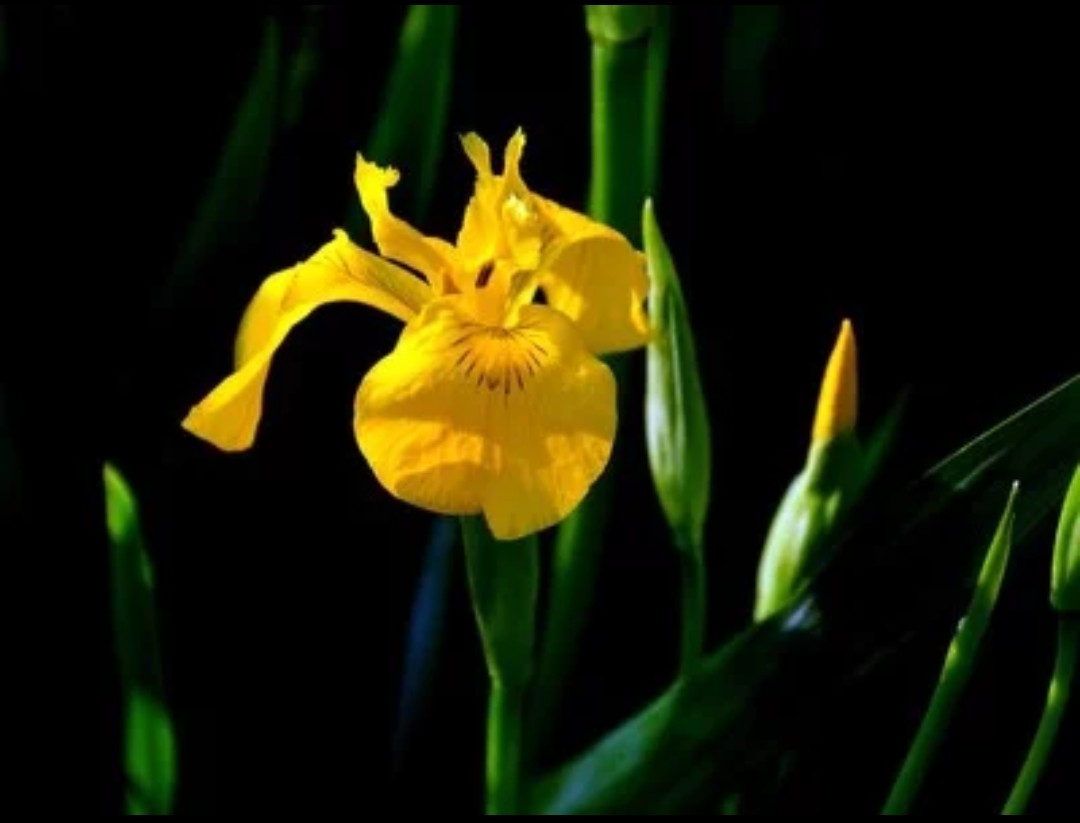 紫色鸢尾花花语是绝望的爱吗（不同颜色鸢尾花花语分享）