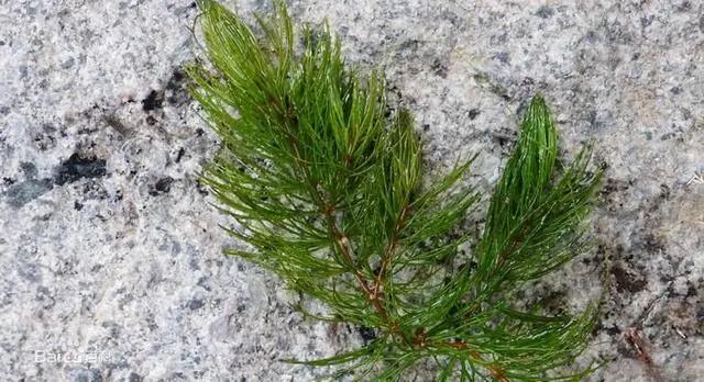 35苲草分布于中国东北,华北,西北,山东,河南,湖南,湖北,四川及西藏.