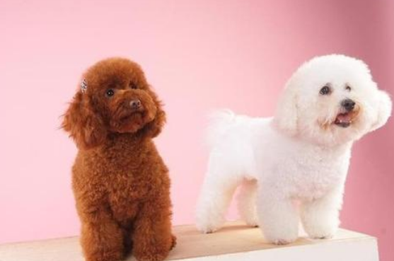 比熊犬与泰迪犬的十大核心区别：从外形、性格到护理需求全面解析