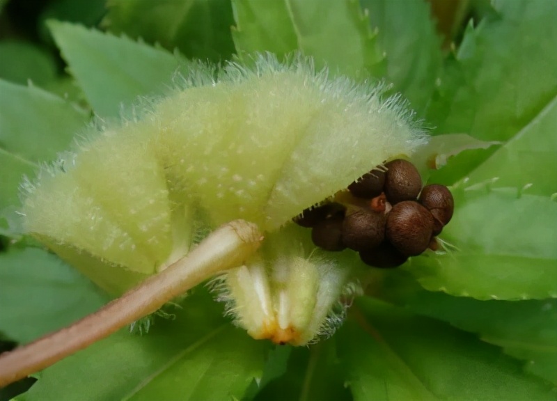 凤仙花的特点（每日植物之凤仙花详细介绍）