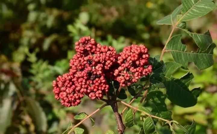 茱萸是什么植物,茱萸是什么植物图片