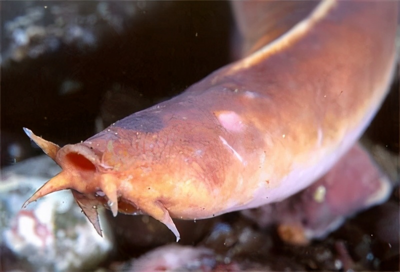 最恐怖的生物之一—盲鳗，能钻腹食肉，也能“固化”海水憋死天敌