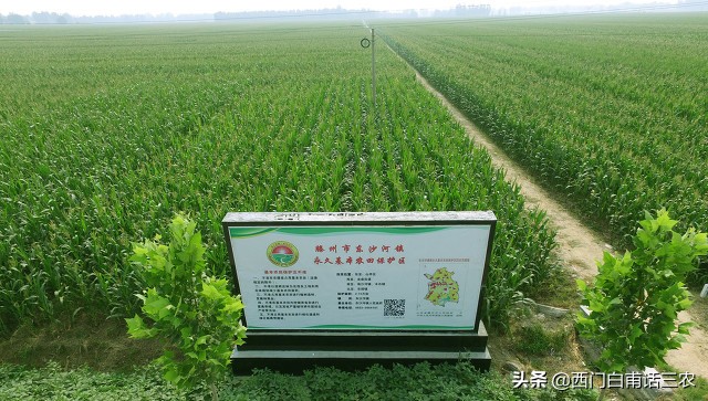 农民在永久性基本农田里挖鱼塘栽果树违法，看看你家耕地是不是？