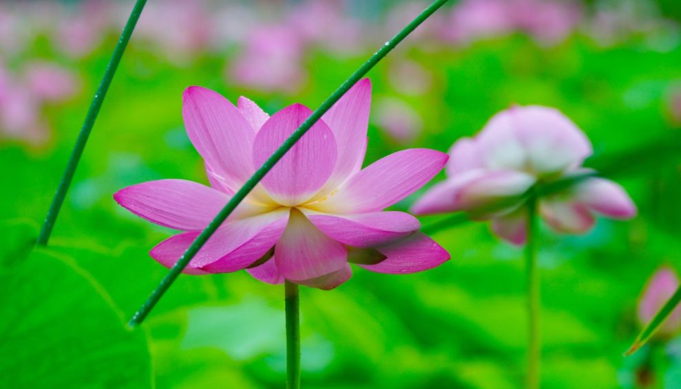 「诗词鉴赏」夏日雨中绽放的荷花，荷花池里的一诗一画