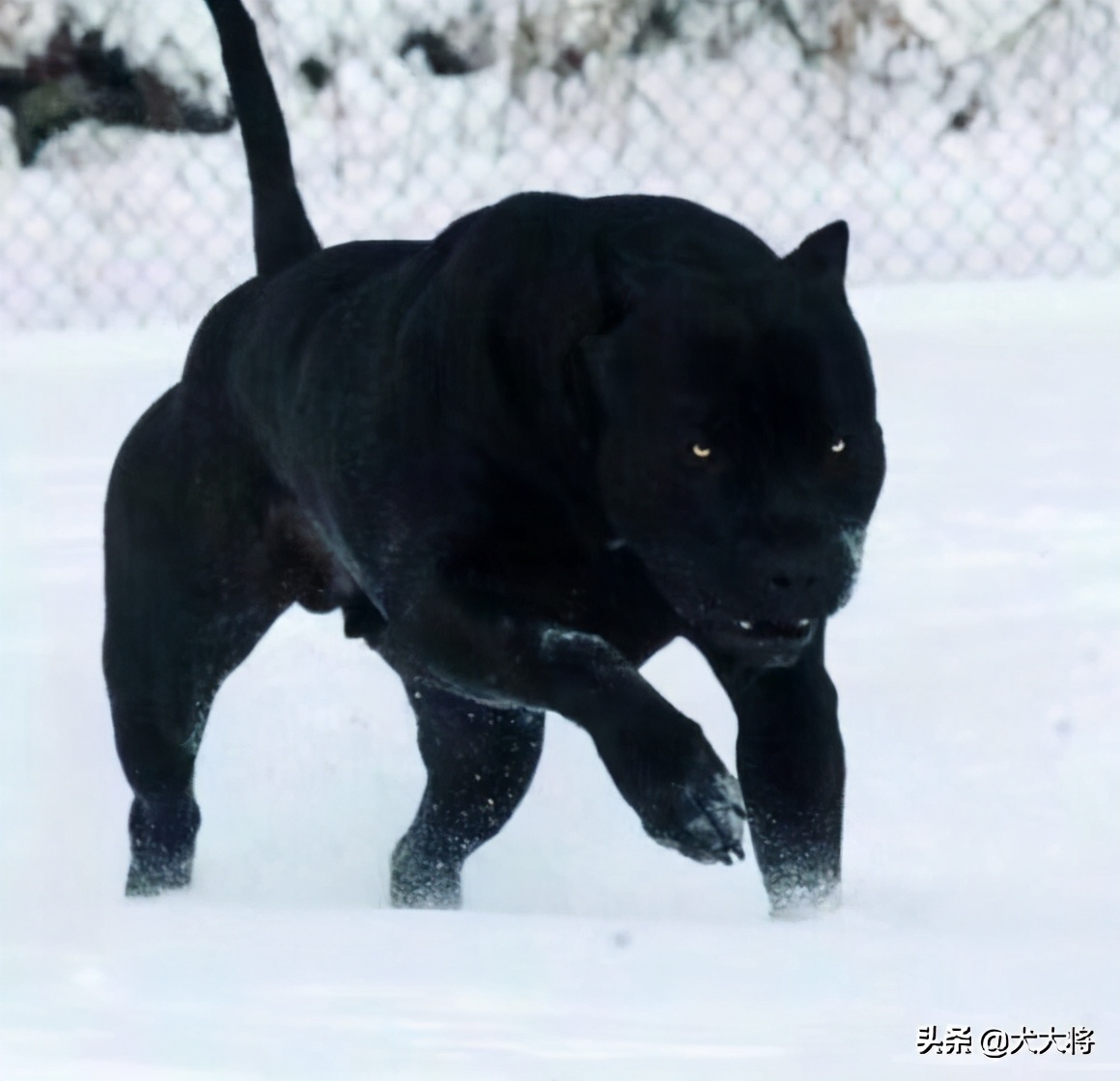 斗犬往事之猛犬风云二十年，真正的猛犬拥有不屈的意志