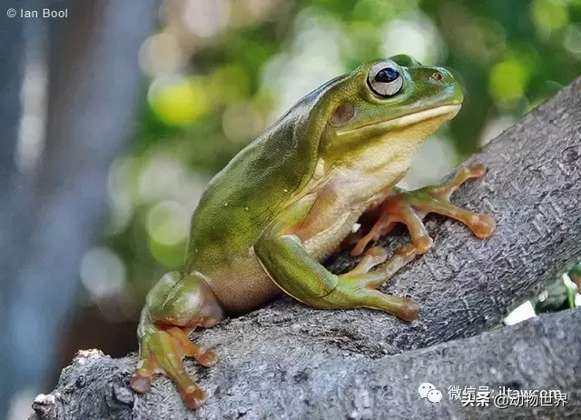 老爷树蛙(最“老态龙钟”的蛙类-老爷树蛙)