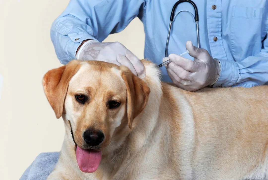 给狗狗免疫有多重要?让宠物医生带你了解传染病-“犬瘟热”
