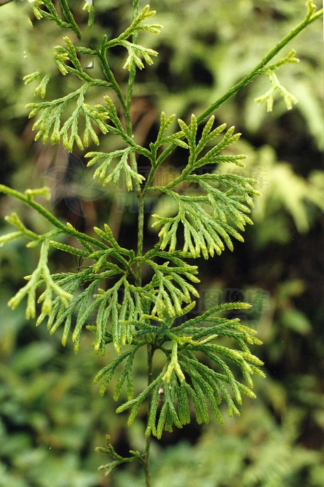 过江龙,见过吗?祛风胜湿,散瘀止痛,主风湿痹痛,手足麻木