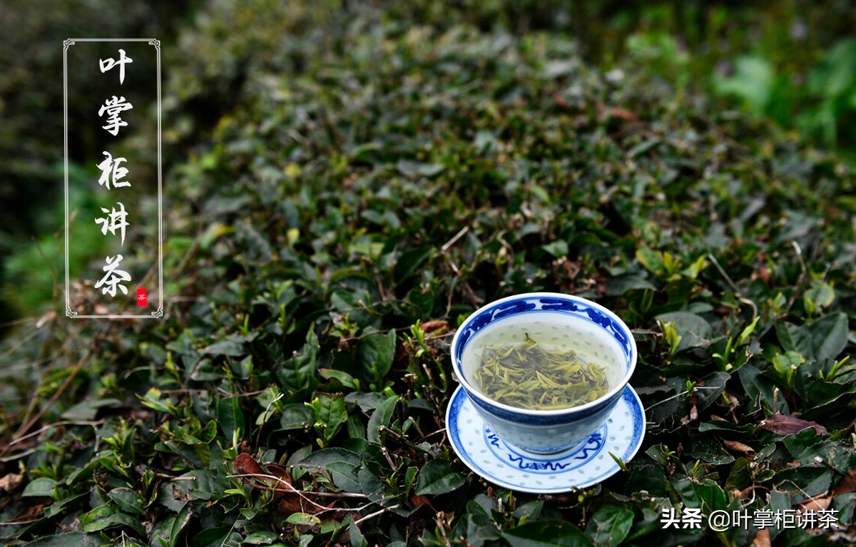 庐山云雾茶属于什么茶（云雾茶所属的茶叶类型）
