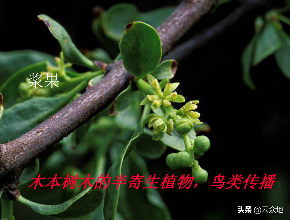 山茶油树寄生药用功效图片