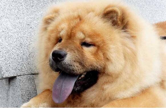 养松狮犬的六大坏处，你能接受吗？