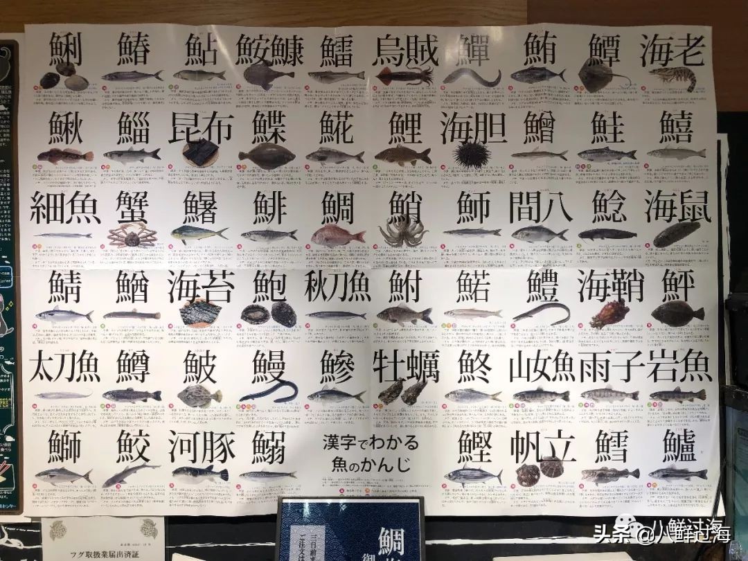 鲱鱼 鲭鱼 挪威鲱鱼 如何分辨哪个是网红鲭鱼 天天看点