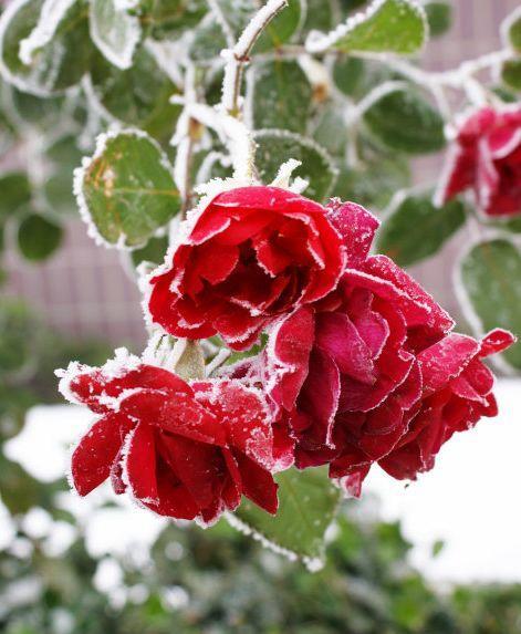 来自大自然的馈赠，一朵雪中花，祝你新的一年好运连连！